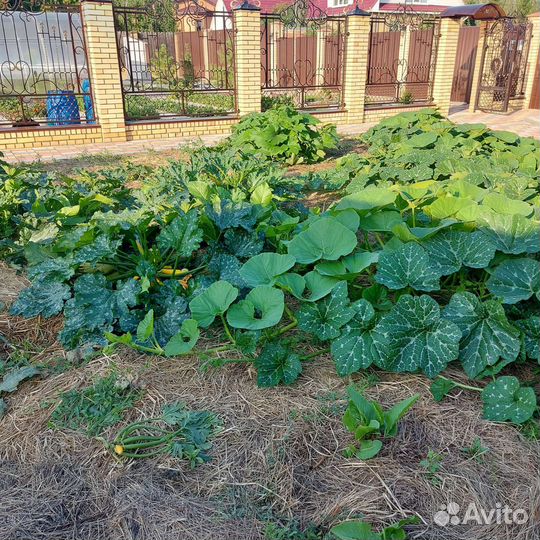 Кабачки свежие домашние