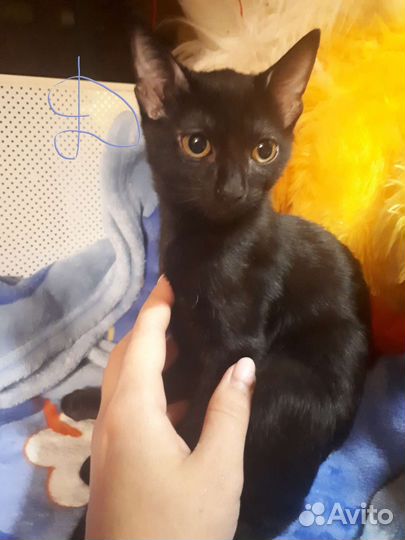 Кошка в дар бесплатно