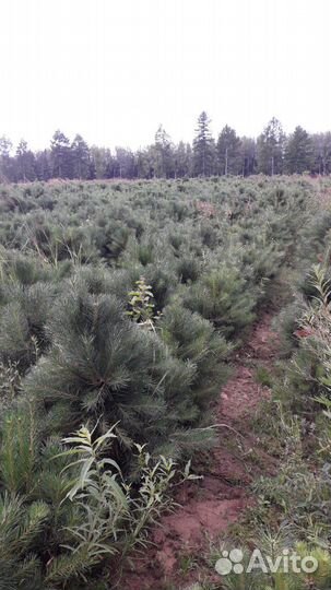 Сосна Норвежская