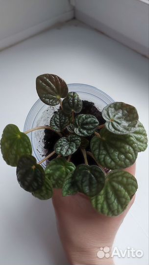 Пеперомии сортовые