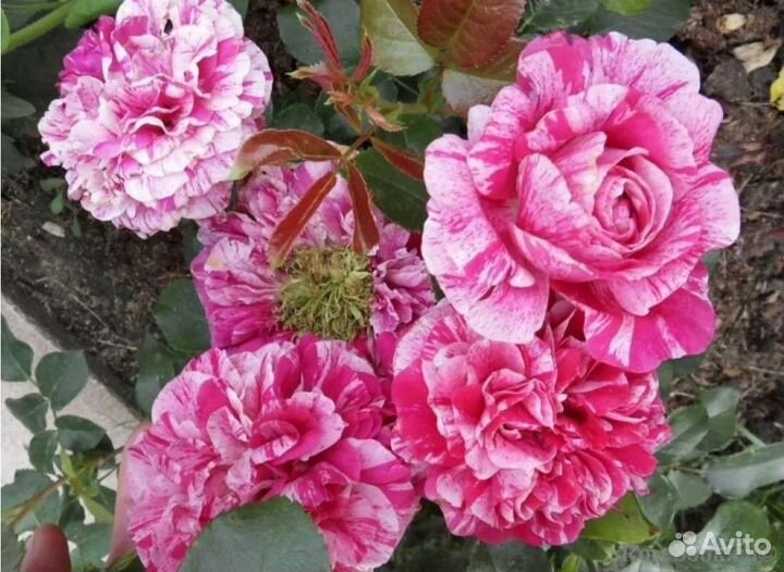 Роза плетистая Инес Систерс