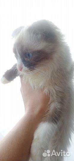 Шотландская