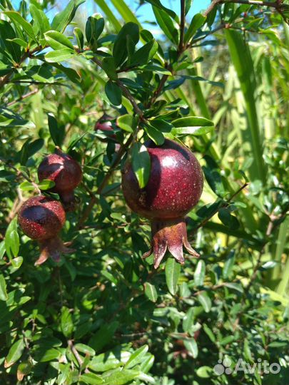 Гранат Eight Ball (Восьмой шар)