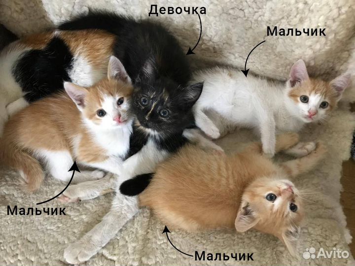 Отдам котят в добрые руки