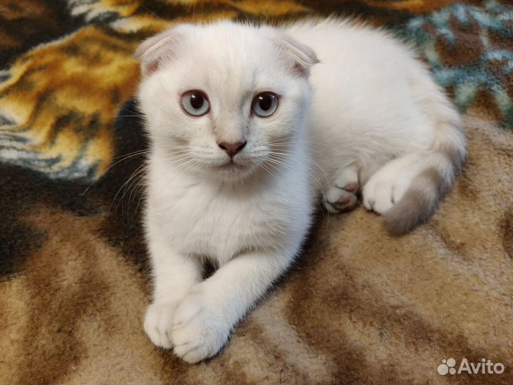 Шотландский вислоухий котенок