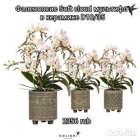 Фаленопсис Soft Cloud MF в керамике D10/40