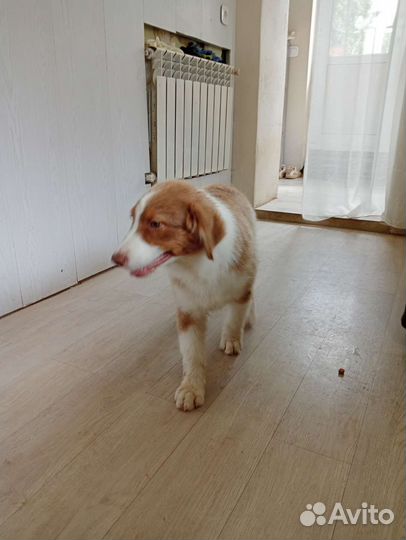 Купить щенка Аусси австралийская овчарка