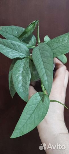 Монстера Silver leaf (эпипремнум Cebe blue )