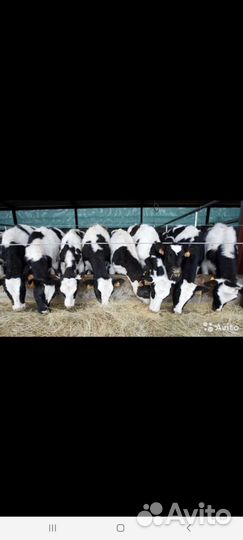 Быки и Тёлки