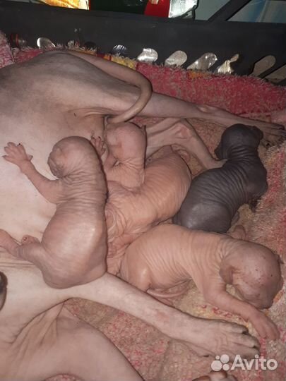 Канадский сфинкс котята