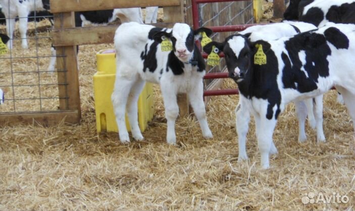 Телята бычки отборные