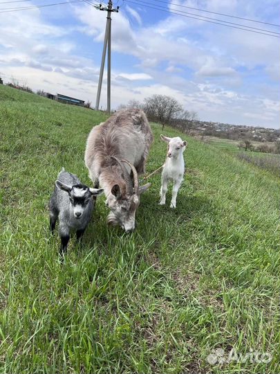 Коза дойная с козлятами