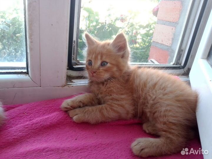 Котята бесплатно