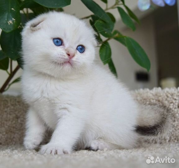 Шотландская