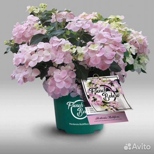 Гортензии Сбежавшая невеста и Френч болеро