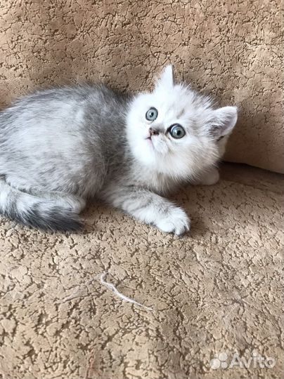 Британская серебристая шиншилла