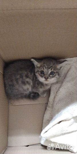 Котята в добрые руки бесплатно