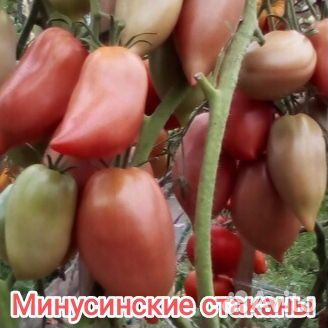 Минусинские сорта