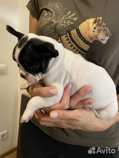 Щенок французского бульдога (девочка)