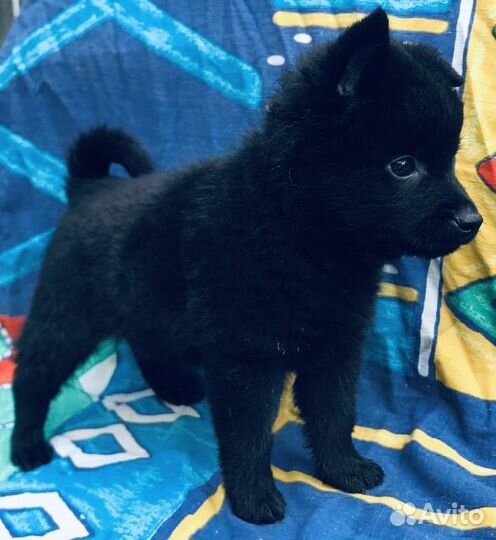 Шипперке, щенки шипперке