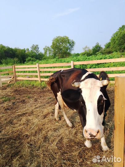 Корова дойная