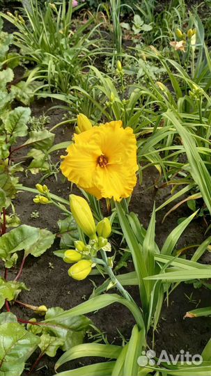 Лилейник сортовой