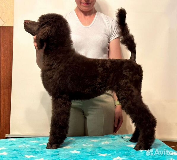 Большой пудель