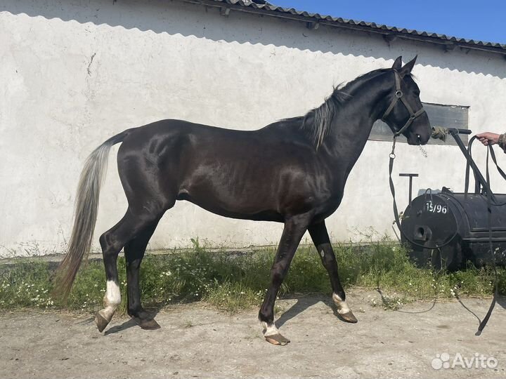 Ахалтекинец