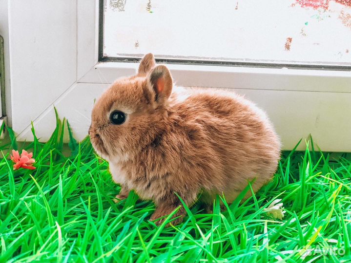Мини карликовый кролик - королевский редкий