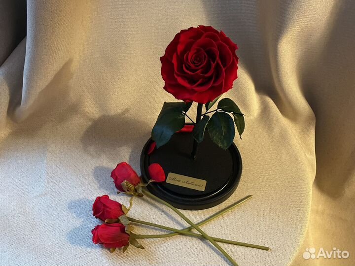 Живая вечная роза в стеклянной колбе