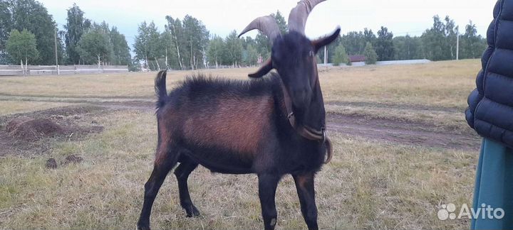 Козел