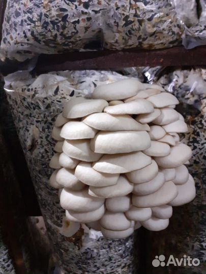 Зерновой мицелий Вешенки и других грибов