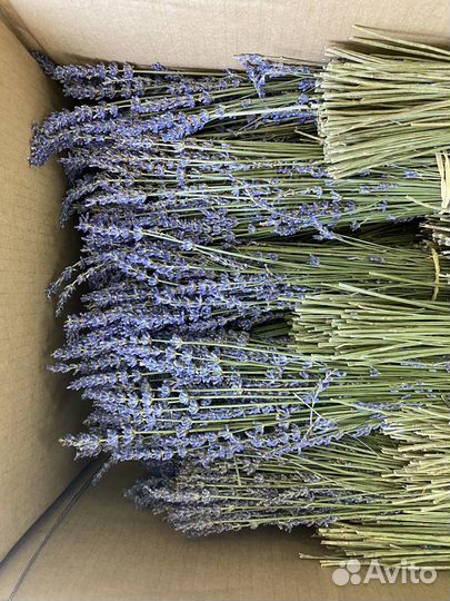 Лаванда сухоцвет