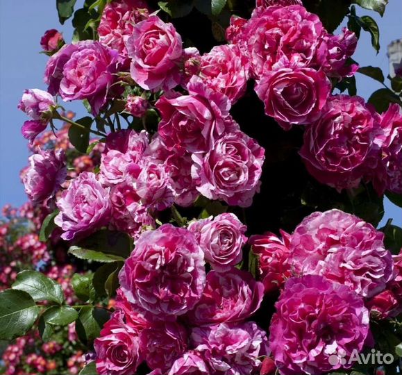 Роза плетистая Инес Систерс