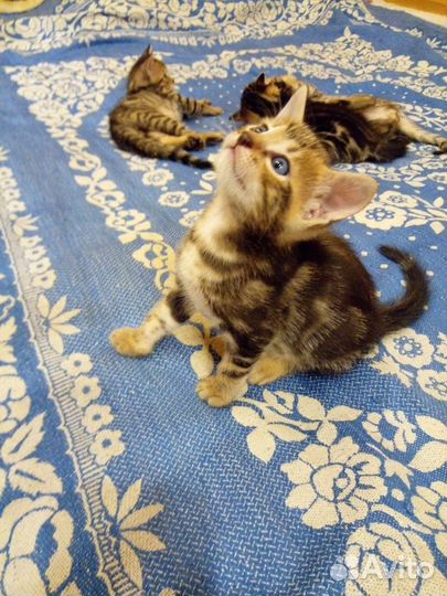 Котята метисы бенгал