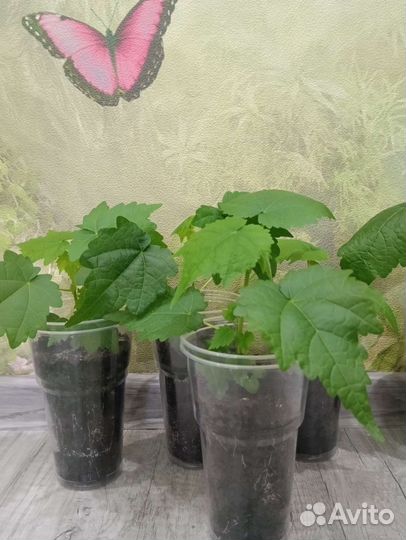 Абутилон комнатное растение