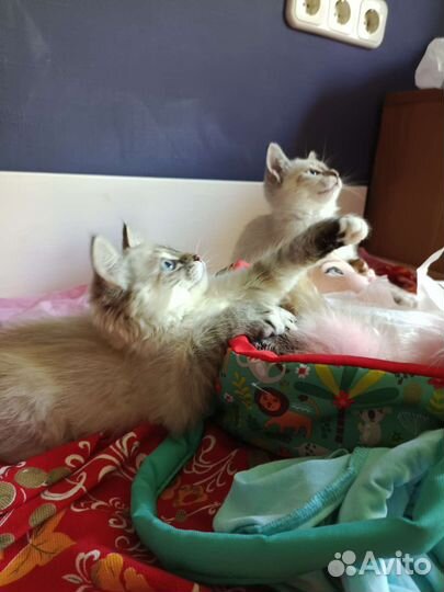 Котенок девочка