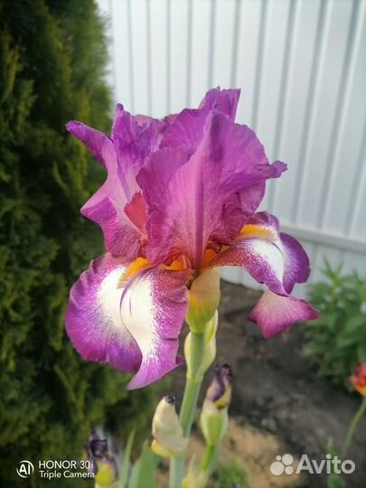 Ирисы бородатые сортовые