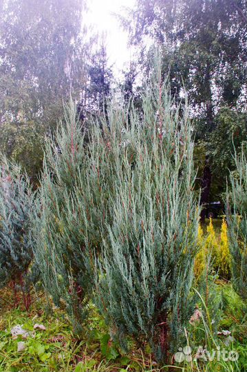 Можжевельник скальный, скальник