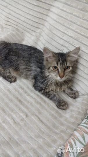 Котята мальчики
