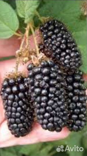 Земляника и другие ягодные