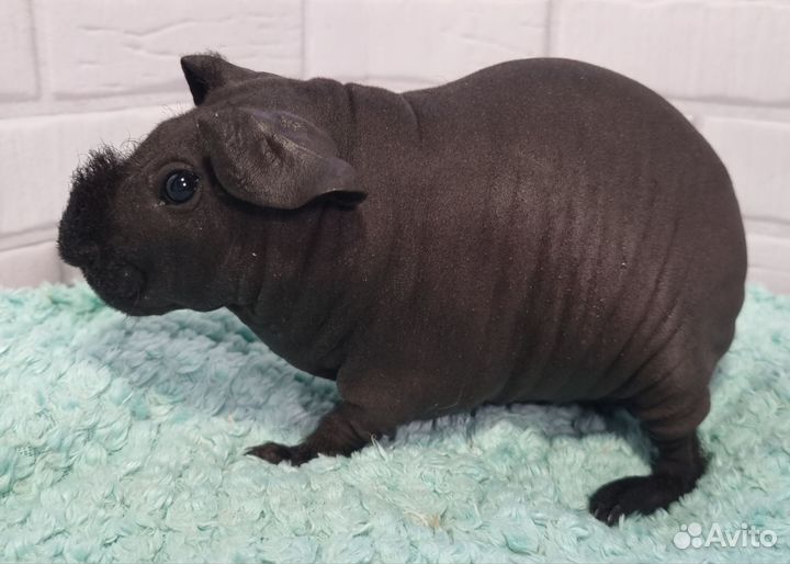 Лысые морские свинки