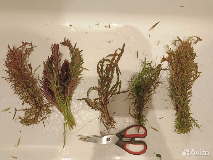 Аквариумные растения (прополка)