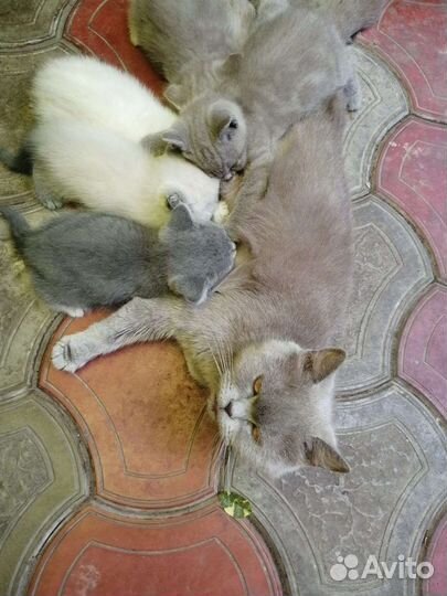 Британские котята