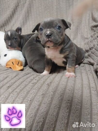 Амбулли покет