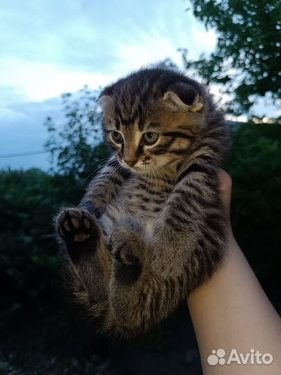 Шотландские котята