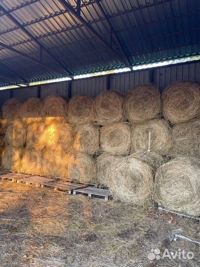 Продам сено в рулонах