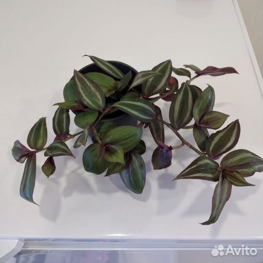 Традесканция