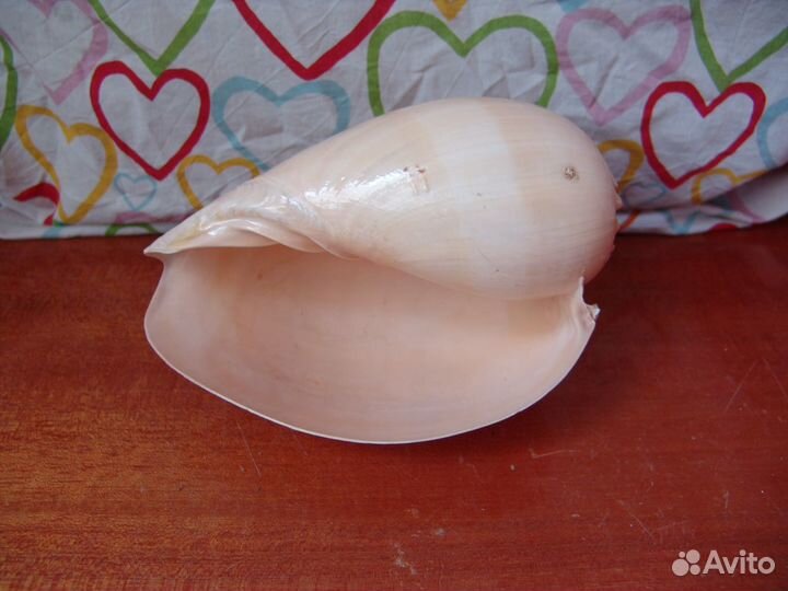 Ракушка декоративная, торг