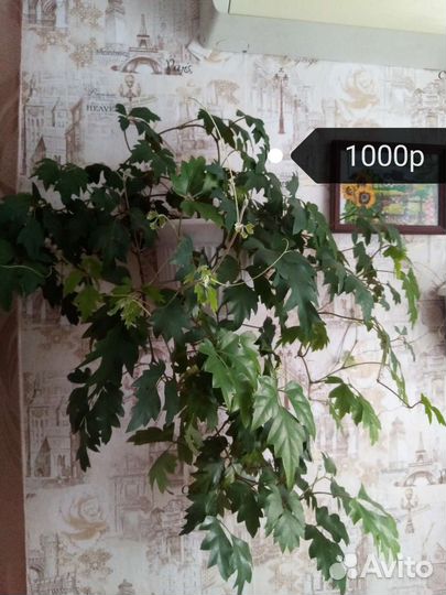 Цветы комнатные